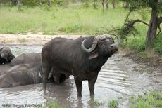 Afrikanischer Büffel (58 von 102).jpg